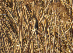 Emberiza schoeniclus