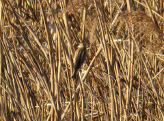 Emberiza schoeniclus