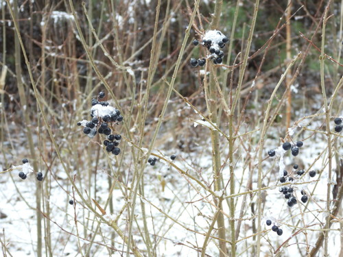 Paprastasis ligustras