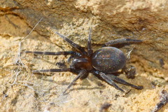 Titanoeca quadriguttata
