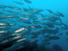 Trachurus mediterraneus