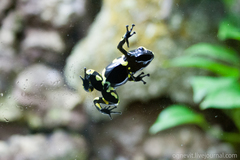 Dendrobates leucomelas