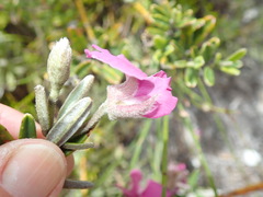 Podalyria oleifolia