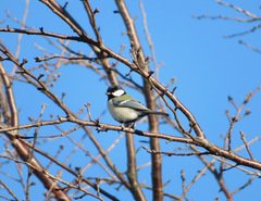 Parus minor