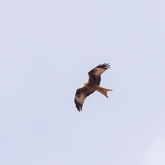 Milvus milvus