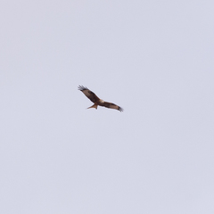 Milvus milvus
