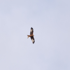 Milvus milvus