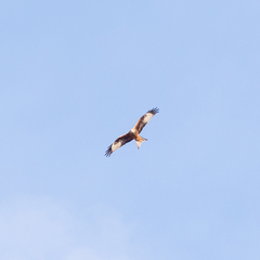 Milvus milvus