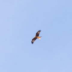 Milvus milvus