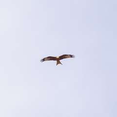 Milvus milvus