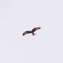Milvus milvus
