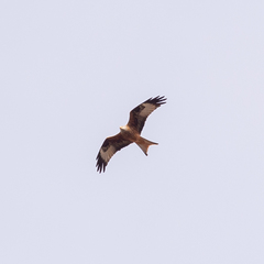 Milvus milvus