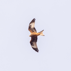 Milvus milvus