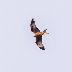 Milvus milvus
