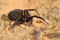 Titanoeca quadriguttata