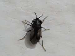 Geocoris lineolus