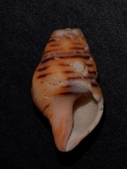 Turrilatirus turritus