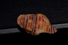 Turrilatirus turritus