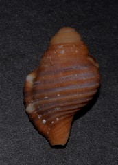 Septa occidentalis image