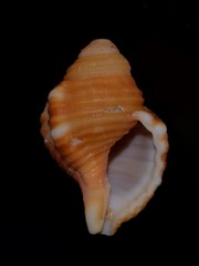 Septa occidentalis
