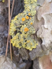 Xanthoria parietina