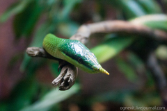 Gonyosoma boulengeri
