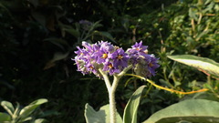 Solanum mauritianum