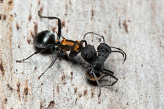 Polyrhachis ornata