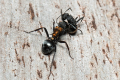 Polyrhachis ornata