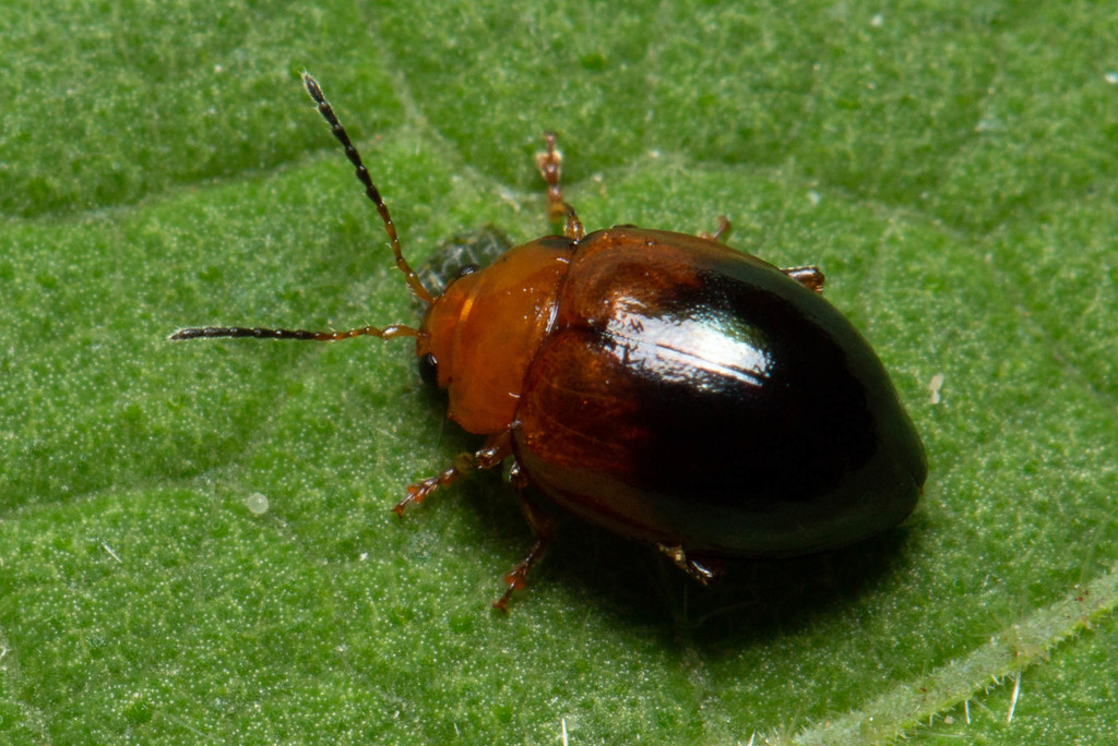 Nisotra bicolorata