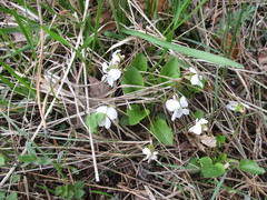 Viola alexandrowiana