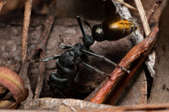 Myrmecia gilberti