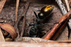 Myrmecia gilberti