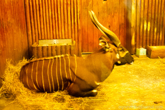 Tragelaphus eurycerus isaaci