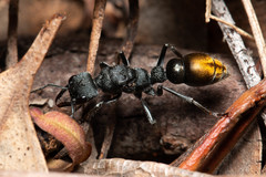 Myrmecia gilberti