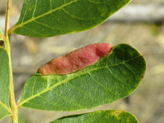 Forda marginata