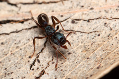 Rhytidoponera victoriae