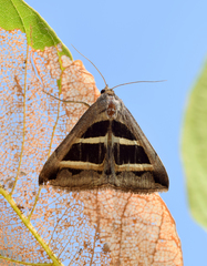 Grammodes bifasciata