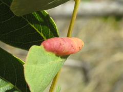 Forda marginata