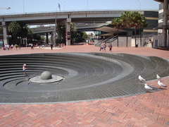 Chroicocephalus novaehollandiae