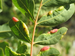 Forda marginata