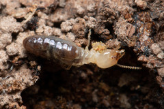 Termitinae