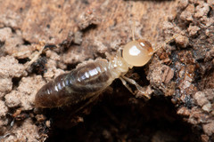 Termitinae