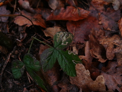 Stigmella splendidissimella