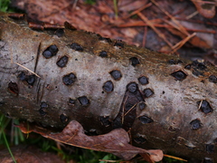 Biscogniauxia marginata