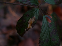 Coptotriche marginea