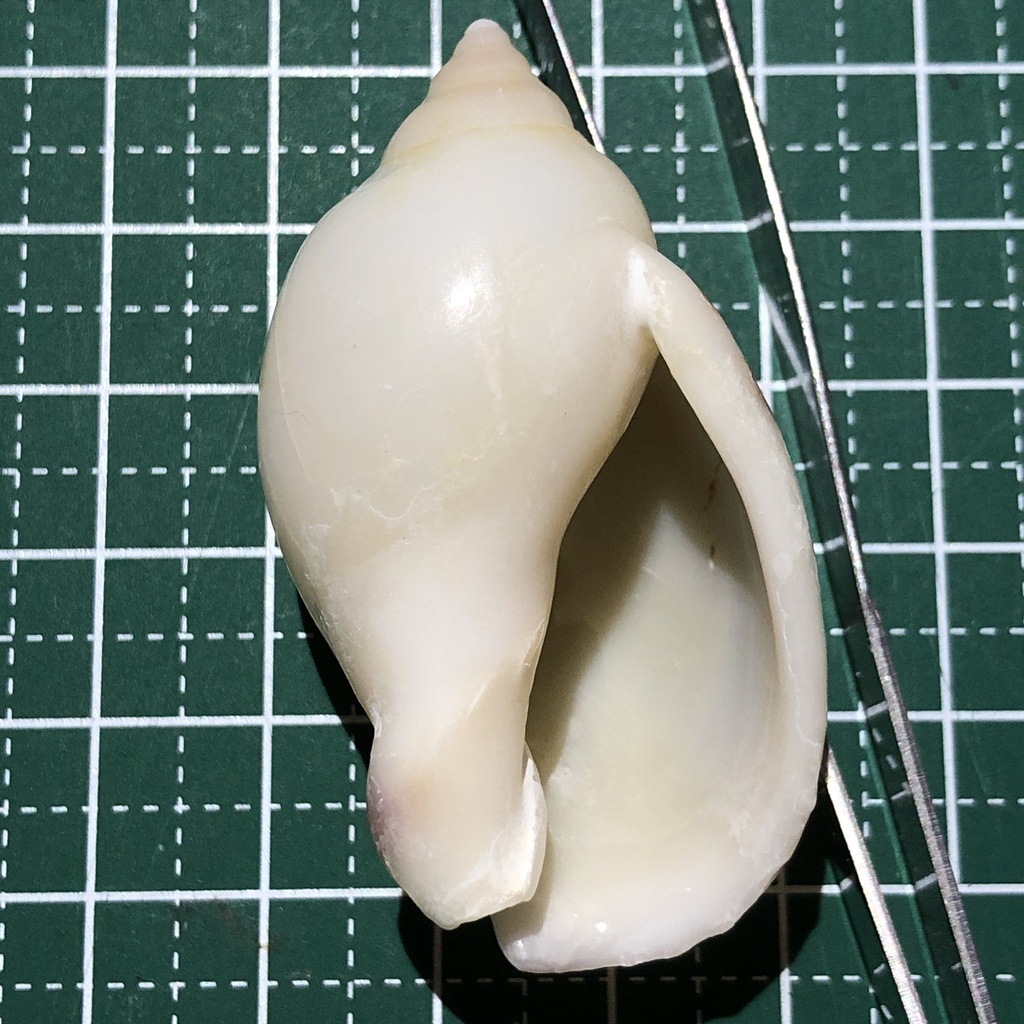 Casmaria erinaceus