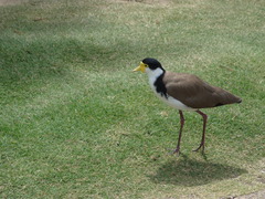 Vanellus miles novaehollandiae