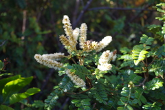 Weinmannia cymbifolia