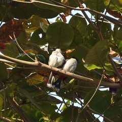 Pycnonotus aurigaster